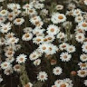 Meet your Posher, Genevieve